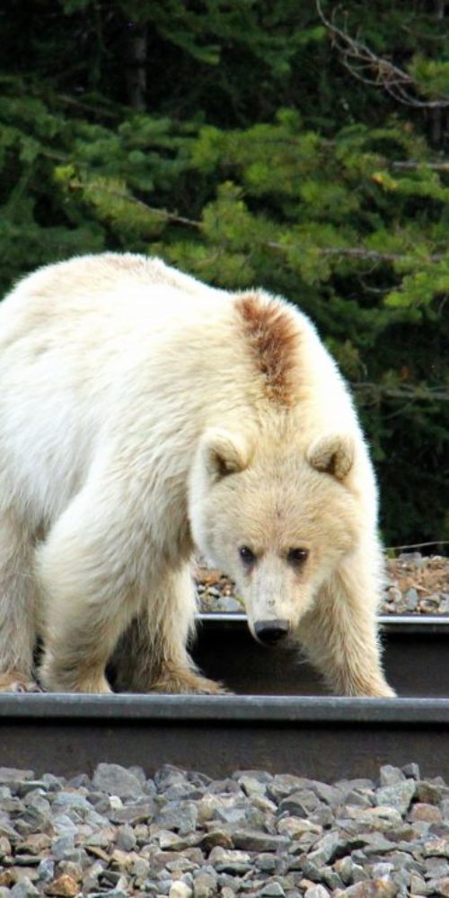 333500705_911236063261255_2998272316409677324_n